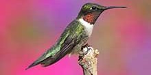 hummingbird-1623759540581.jpeg